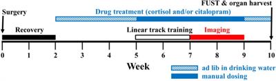 In vivo Calcium Imaging Reveals That Cortisol Treatment Reduces the Number of Place Cells in Thy1-GCaMP6f Transgenic Mice